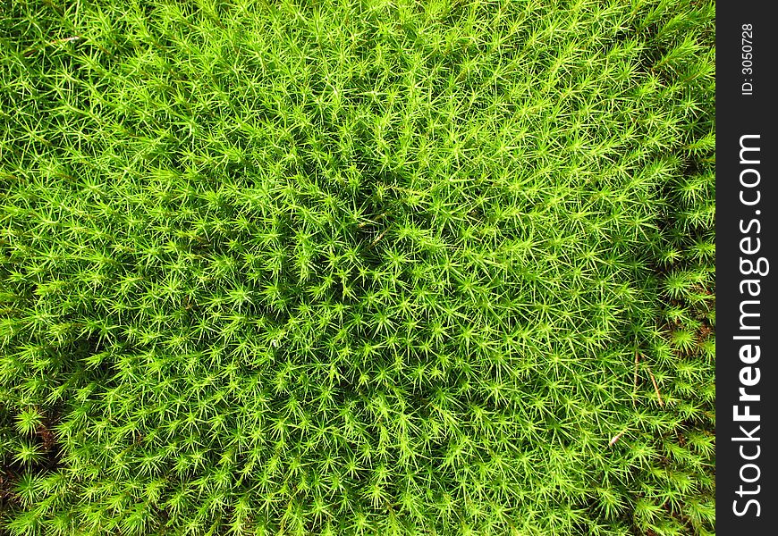 A bright luminous green moss. A bright luminous green moss