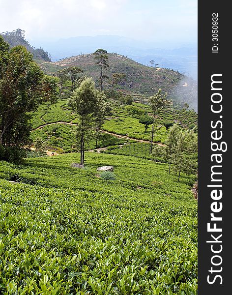 Tea field near Haputale, Sri Lanka. Tea field near Haputale, Sri Lanka