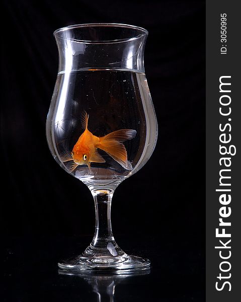 A goldfish swims around in a wineglass filled with water. Black background.