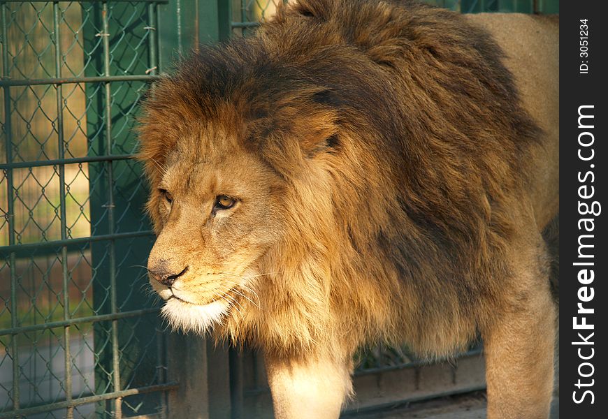 Lion in ZOO, sad and old
