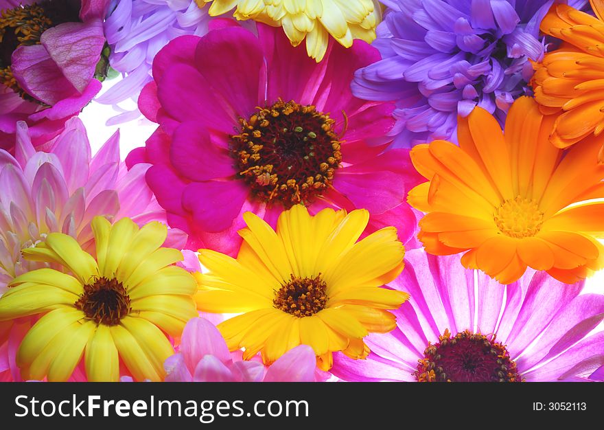 Flowers with different color on light box. Flowers with different color on light box