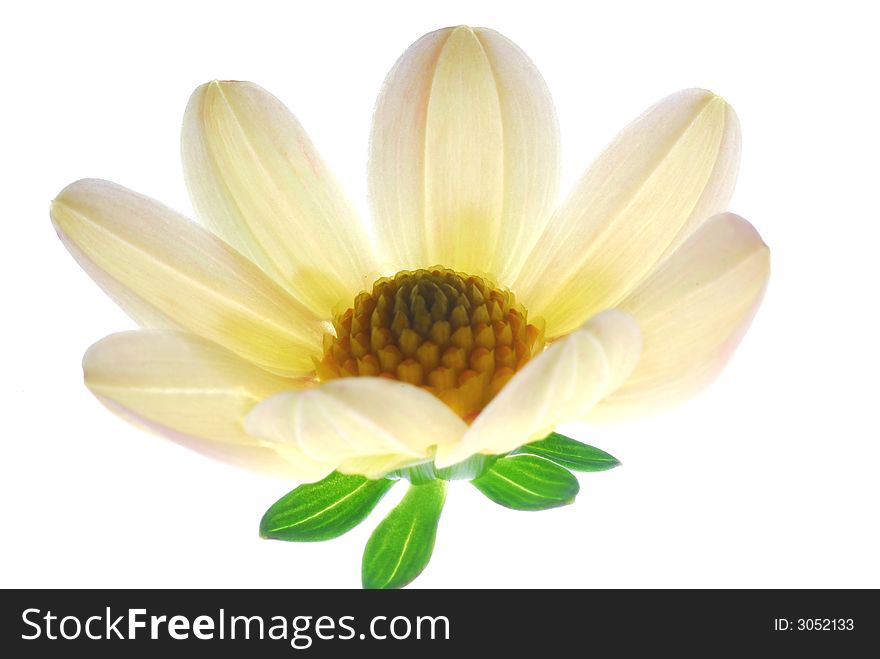 Macro photo of yellow flower