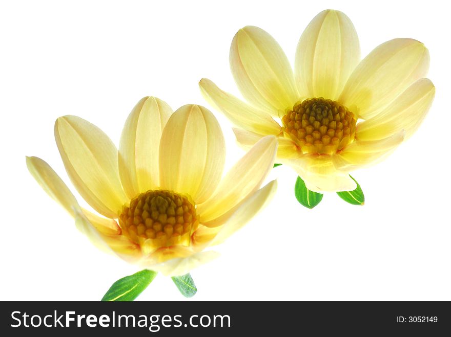 Two yellow flowers on white background