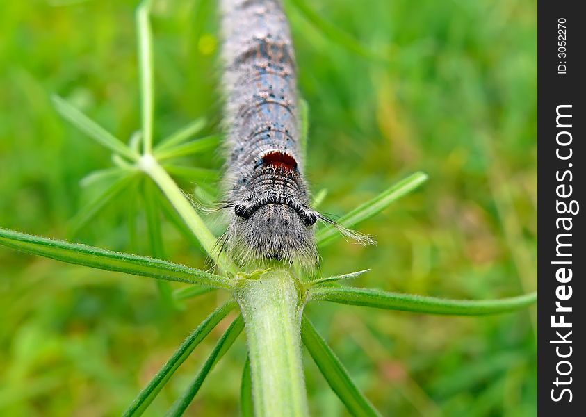 Close up of the grey caterpillar with long hair on head on grass. Russian Far East. Close up of the grey caterpillar with long hair on head on grass. Russian Far East.