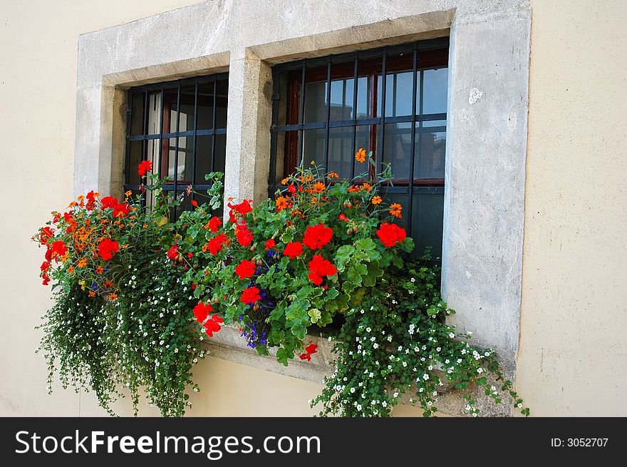 Red flowers at the window