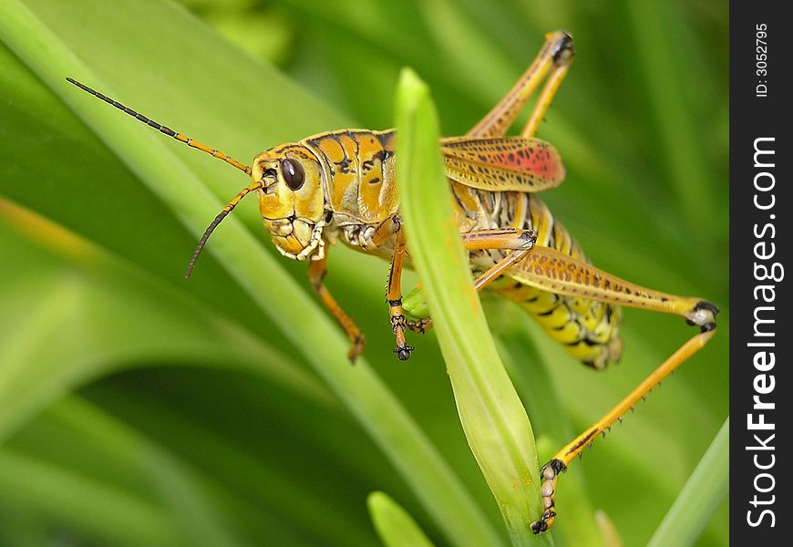 This grasshopper is feasting on a field of tropical lilies. This grasshopper is feasting on a field of tropical lilies.