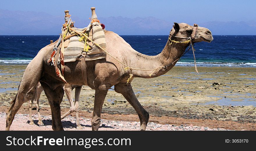 Dromedary during a trip in dahab