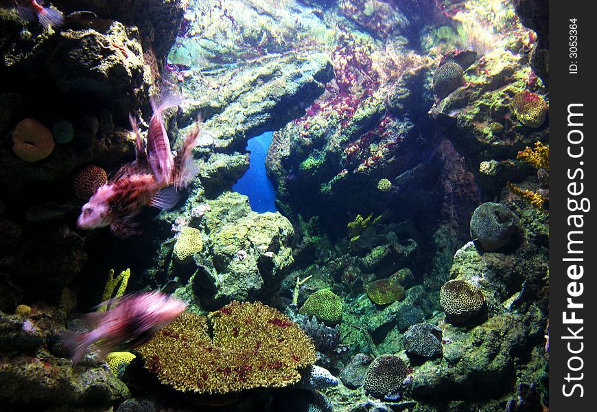 Underwater aquatic life with swimming purple fishes. Underwater aquatic life with swimming purple fishes