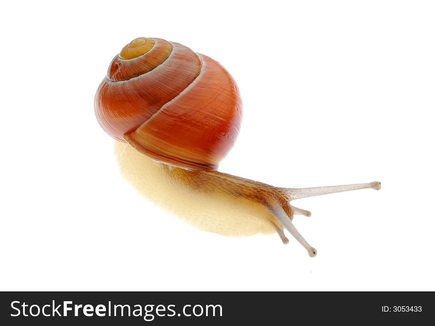 Macro photo of snail on white background