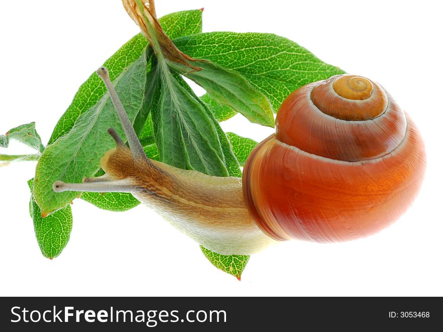 Brown snail on green leaf