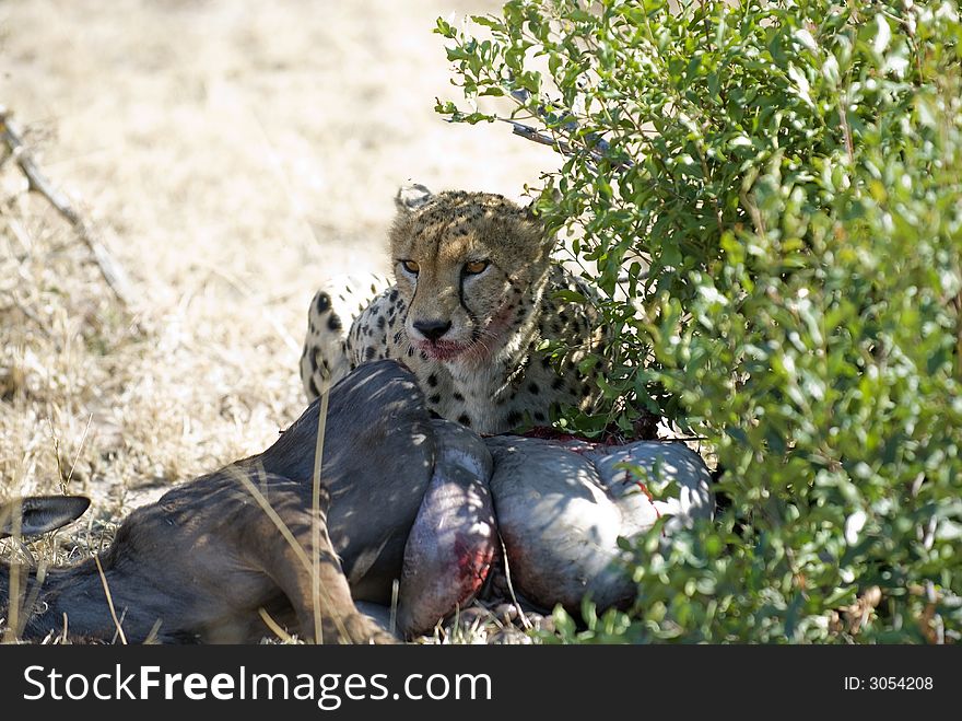 Lone Cheetah with kill hiding in the shade.  Located at Londolozi in Sabi Sands, Kruger National Park, South Africa