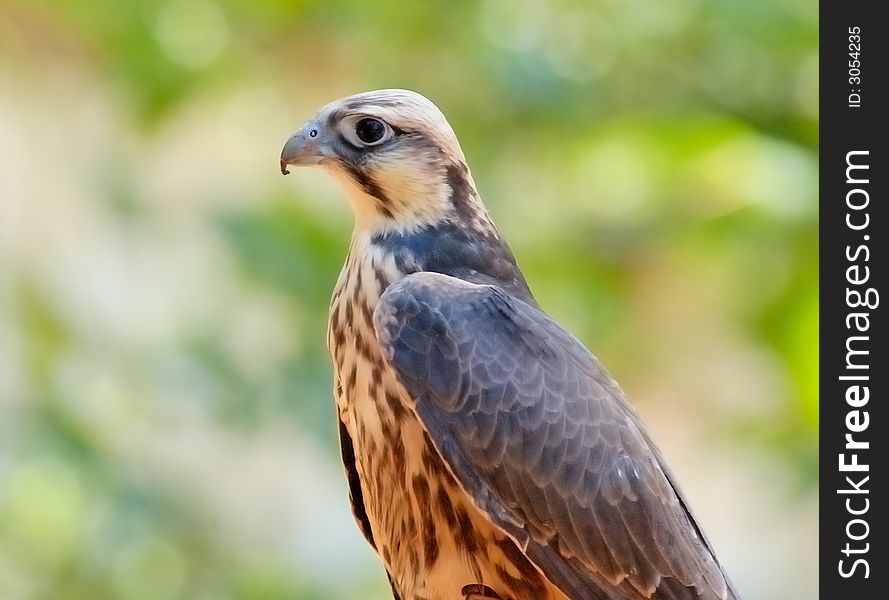 Young female of falcon with greenish background. Young female of falcon with greenish background