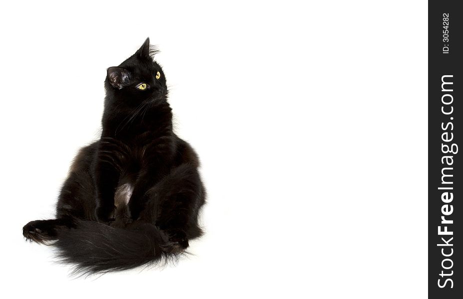 Black cat sitting on the left