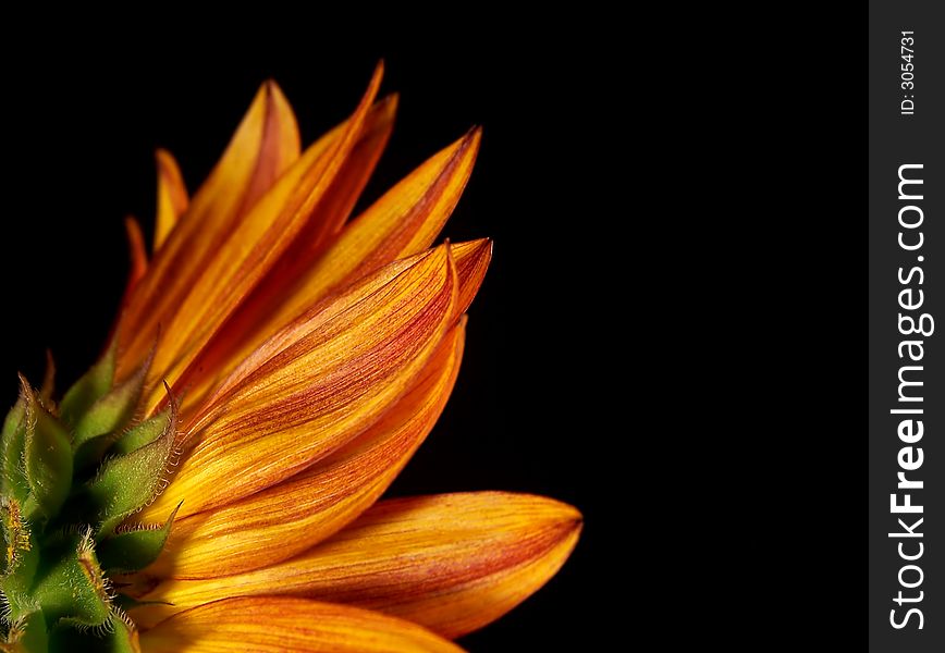 Vibrant streaks of gold run through the petals of this burnt orange sunflower, photographed from behind, offering a unique view of it's lovely petals. Vibrant streaks of gold run through the petals of this burnt orange sunflower, photographed from behind, offering a unique view of it's lovely petals.