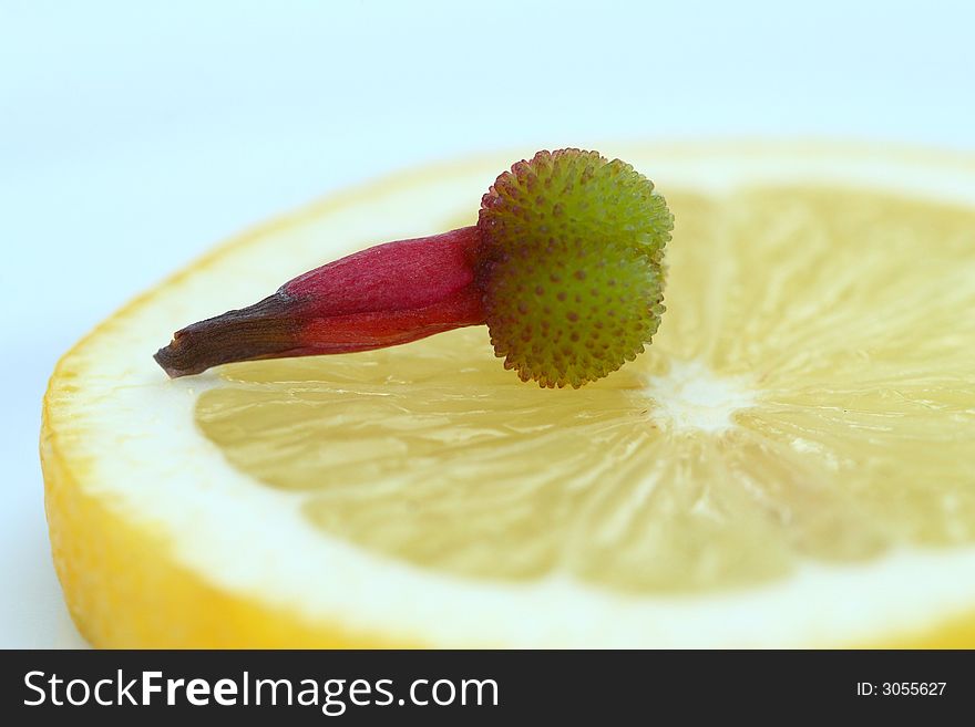 Bud Of Flower On The Lemon