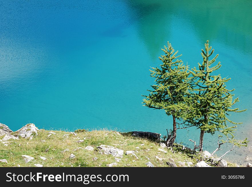 Two mountain pine trees over a deep blue water