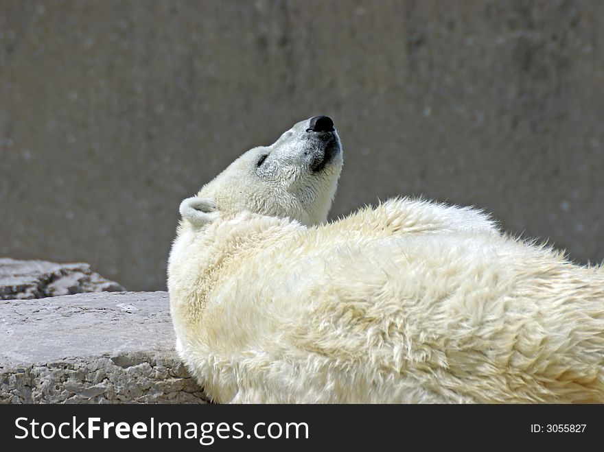 A polar bear lounging on rocks with head tilting up