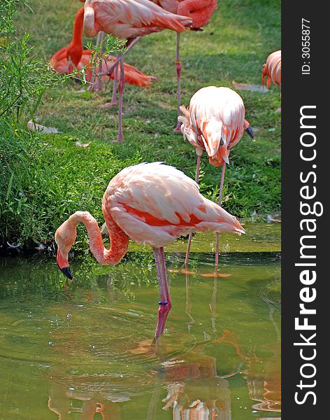 A Pink Flamingo in water in front of other flamingos on grass. A Pink Flamingo in water in front of other flamingos on grass