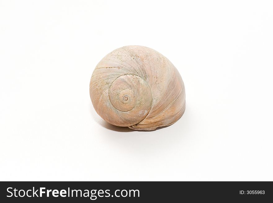 Snail shell isolated on white background