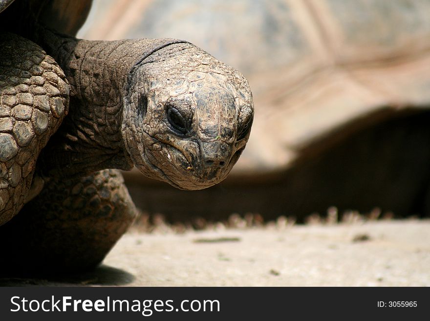 I used to get this kind of look from my grandfather. This tortoise is clearly very old. I used to get this kind of look from my grandfather. This tortoise is clearly very old.