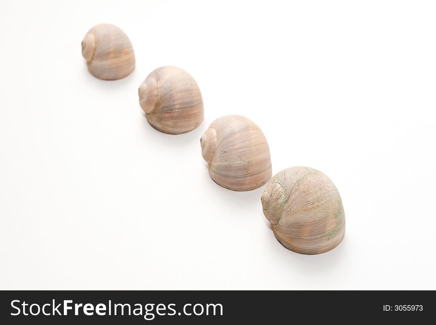 Four shells in line isolated on white