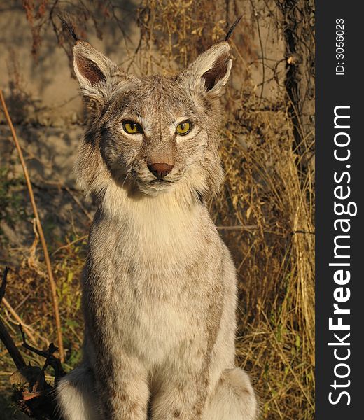 Lynx in Kazakhstan mountains. Rare animal of the Red book of Kazakhstan
