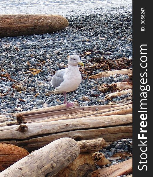 A seagull stands on a beach log in Victoria, BC, Canada. A seagull stands on a beach log in Victoria, BC, Canada