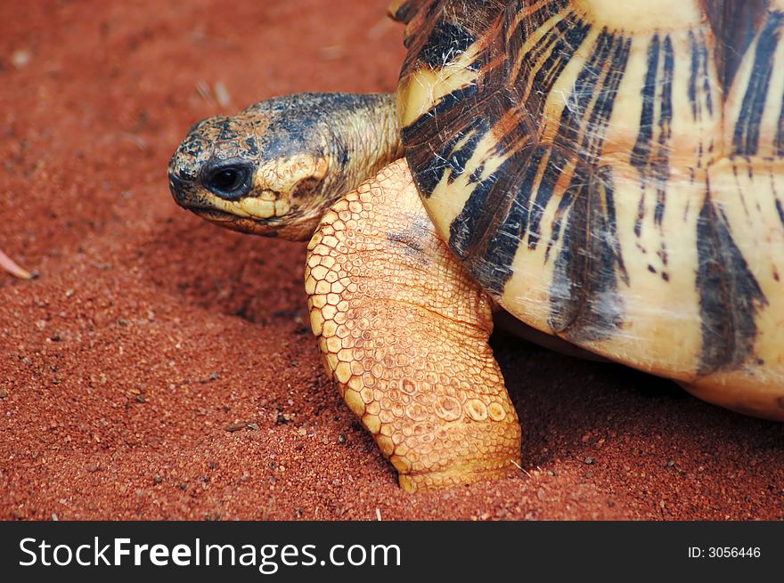 Close up of a box turtle crawling on sand