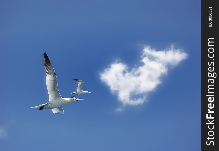 2 Northern gannet in a blue sky whith a cloud symbol of freedom. 2 Northern gannet in a blue sky whith a cloud symbol of freedom