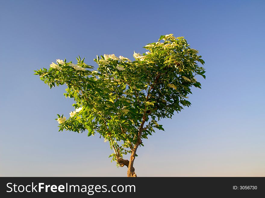 Lonely green tree on background of  dark blue sky