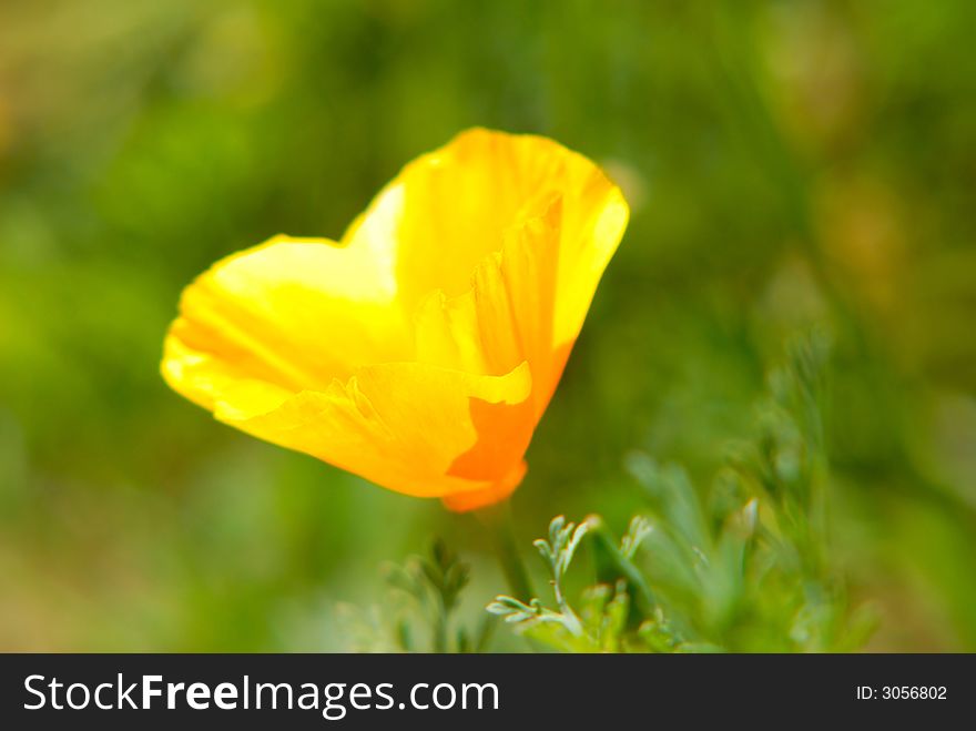 Yellow flower on  green background