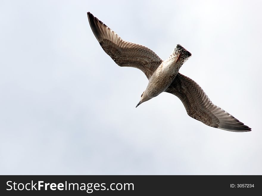 Colorful portrait of the gray seagull. Colorful portrait of the gray seagull