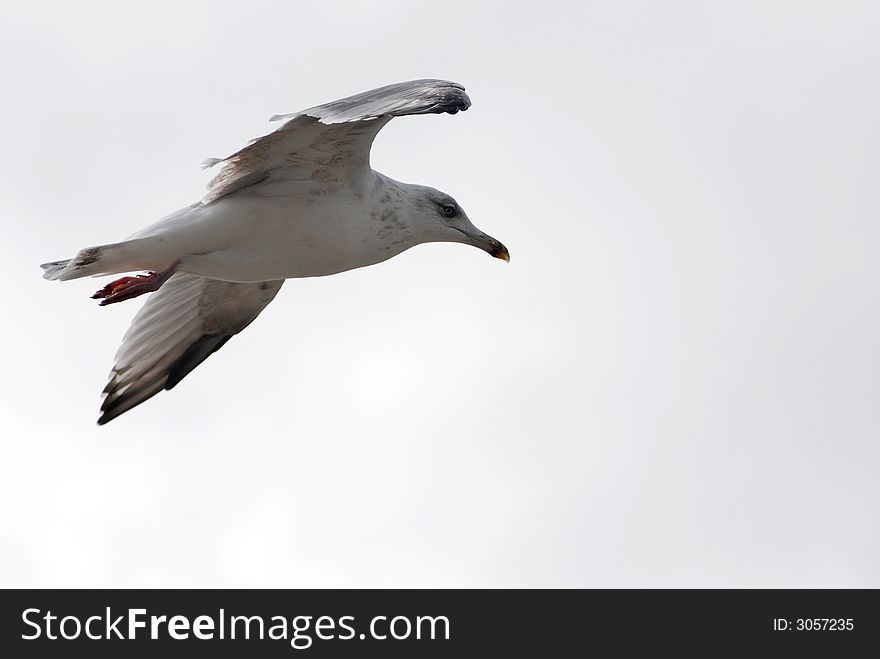 Colorful portrait of the gray seagull. Colorful portrait of the gray seagull