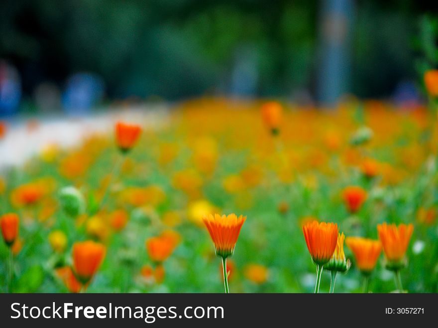 Marigold flower in a park alley