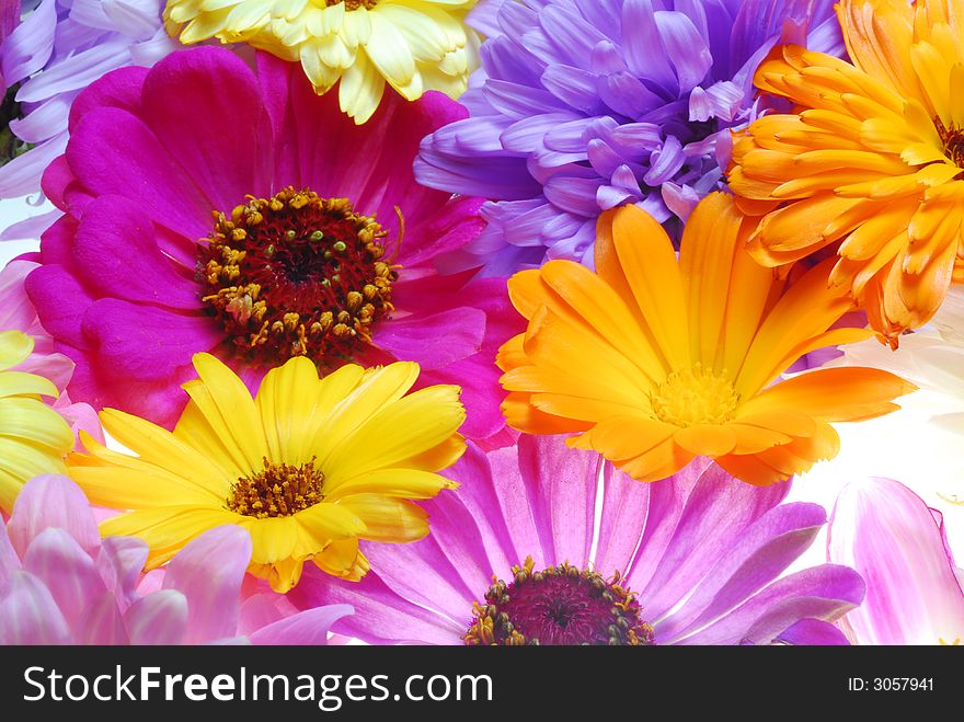 Bunch of color flowers on white background
