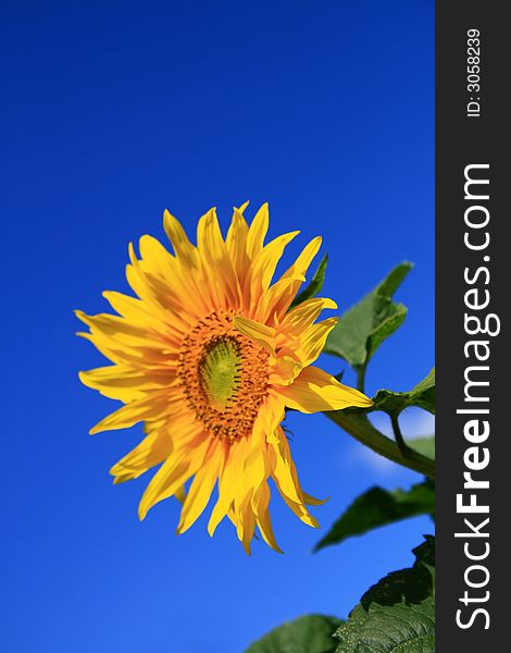 Sunflower in garden, clear blue sky, selective focus,

Helianthus annuus,