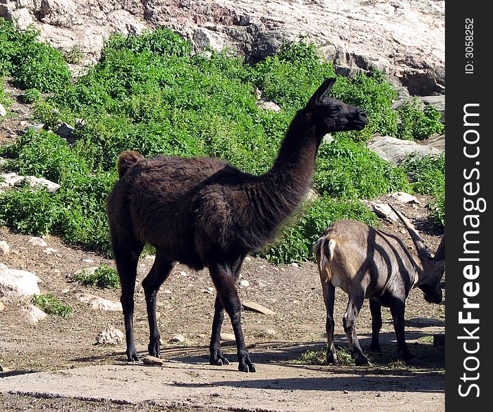 Young and furry llama trying to look cool. Young and furry llama trying to look cool