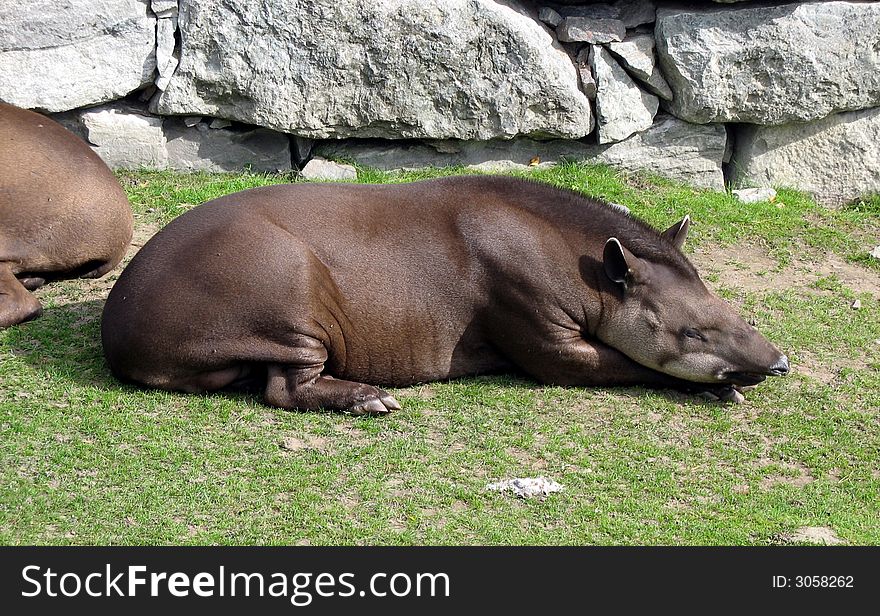 Tapir resting and thinking about his future. Tapir resting and thinking about his future