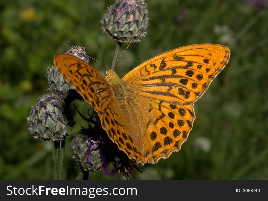 Brown shaggy the butterfly on rest