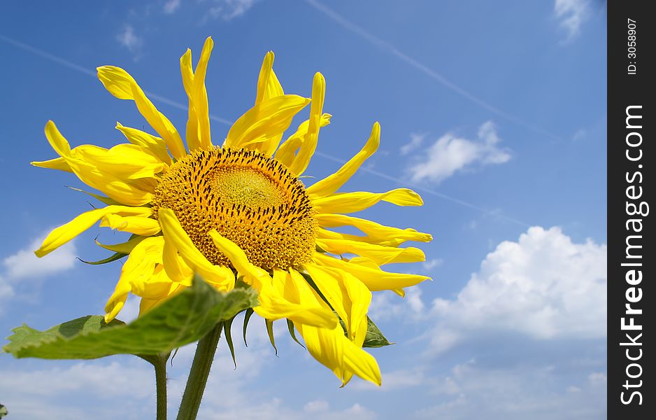 Unripe sunflower against the cloudy sky