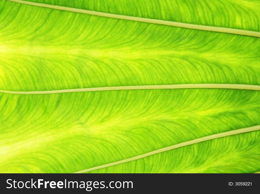 Close-up photo of a green leaf. Close-up photo of a green leaf