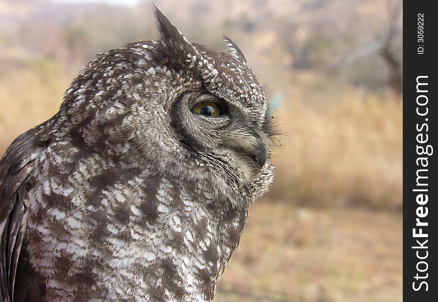 Spotted eagle owl in african bush