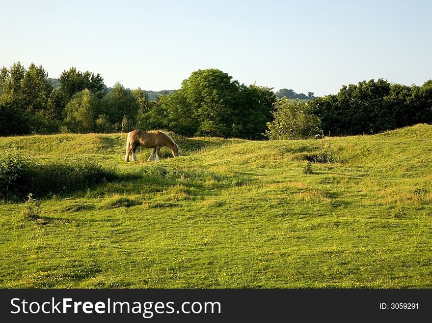 Beautiful Horse Grazing