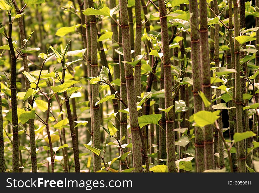 Many many little trees in the forest. Many many little trees in the forest