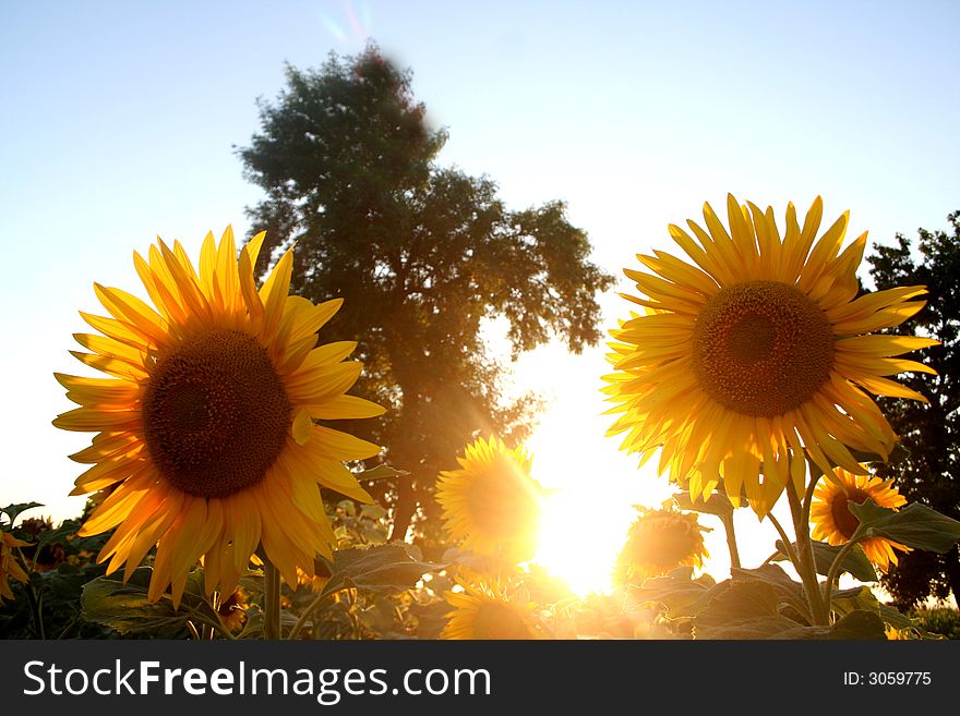 Some old sunflowers and the sun