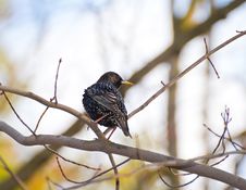 Common Starling Perching On Branch Stock Photo