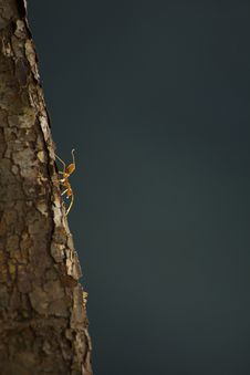 Ant Solo Royalty Free Stock Photo