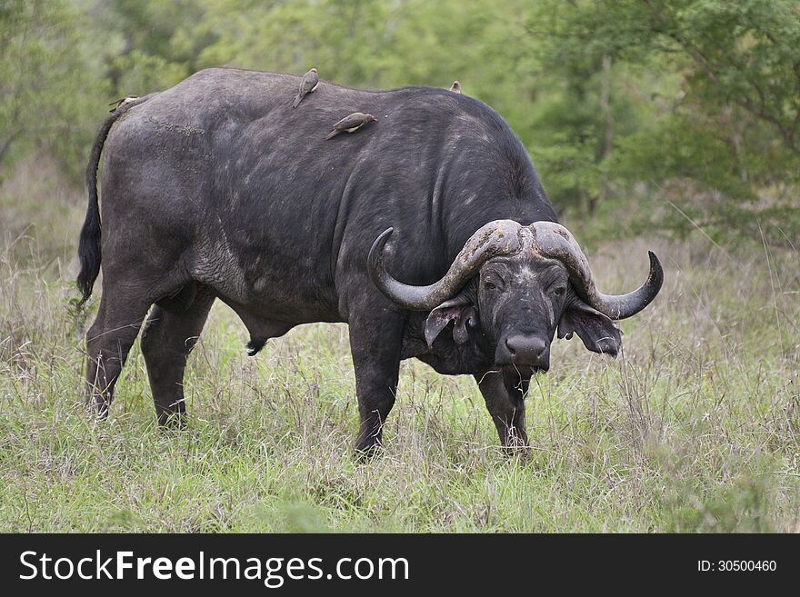 African Buffalo bull with Oxpeckers on his back