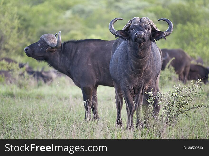 African Buffalo pair, with one looking at the camera and one facing to the right.