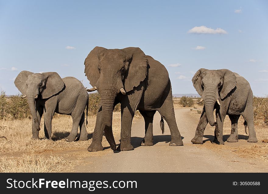 Three Elephants in a row.